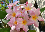 Courtade Pink - Huge flower! Sweet Scent!