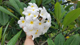 Daisy Wilcox - Sweet & Spicy Fragrance