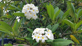 Daisy Wilcox - Sweet & Spicy Fragrance