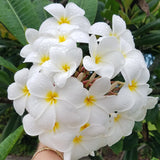 Daisy Wilcox - Sweet & Spicy Fragrance