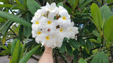 Daisy Wilcox - Sweet & Spicy Fragrance