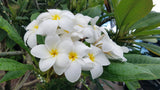 Daisy Wilcox - Sweet & Spicy Fragrance