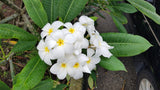 Daisy Wilcox - Sweet & Spicy Fragrance