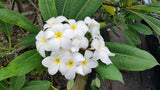 Daisy Wilcox - Sweet & Spicy Fragrance