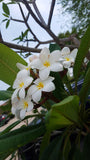 Daisy Wilcox - Sweet & Spicy Fragrance