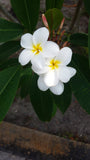 Daisy Wilcox - Sweet & Spicy Fragrance