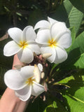 Daisy Wilcox - Sweet & Spicy Fragrance