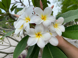 Daisy Wilcox - Sweet & Spicy Fragrance