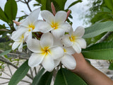 Daisy Wilcox - Sweet & Spicy Fragrance