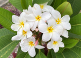 Daisy Wilcox - Sweet & Spicy Fragrance