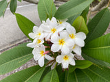 Daisy Wilcox - Sweet & Spicy Fragrance