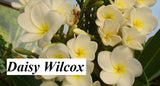 Daisy Wilcox - Sweet & Spicy Fragrance