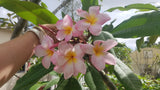Evelyn Blooms in Winter