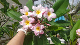Evelyn Blooms in winter