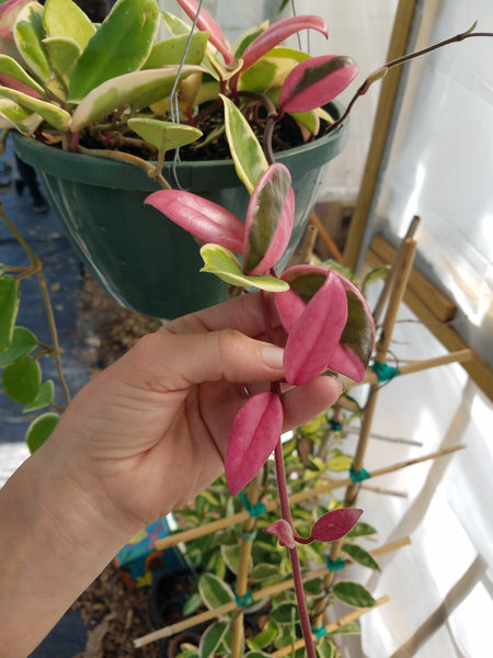 Hoya Krimson Queen 6