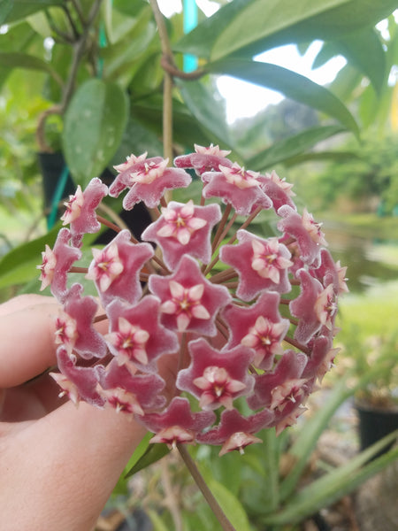 Hoya_1_grande.jpg?v=1670945319