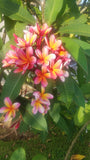 Kathy G - Buyplumerias.com Exclusive