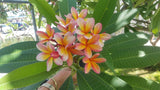 Kathy G - Buyplumerias.com Exclusive
