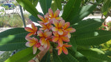 Kathy G - Buyplumerias.com Exclusive