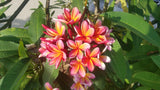 Kathy G - Buyplumerias.com Exclusive