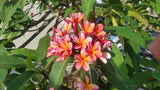 Kathy G - Buyplumerias.com Exclusive
