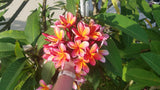 Kathy G - Buyplumerias.com Exclusive