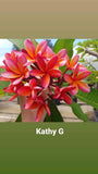 Kathy G - Buyplumerias.com Exclusive