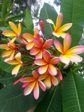 Kathy G - Buyplumerias.com Exclusive
