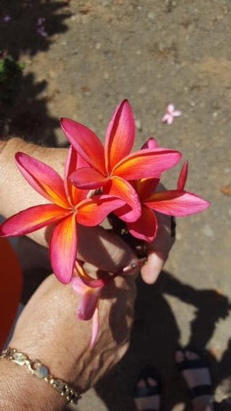 Kauka Wilder – BuyPlumerias.com