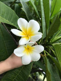 King Kalakaua