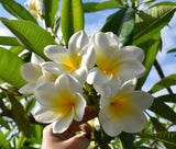 King Kalakaua
