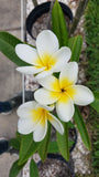 King Kalakaua
