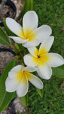 King Kalakaua