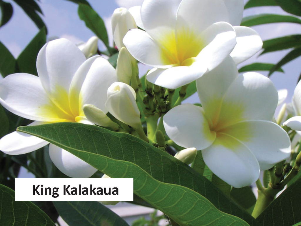King Kalakaua
