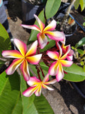 Lei Rainbow