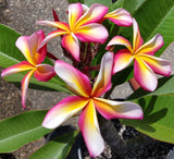 Lei Rainbow