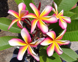 Lei Rainbow