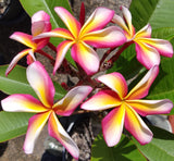 Lei Rainbow