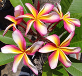 Lei Rainbow