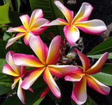 Lei Rainbow