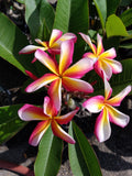 Lei Rainbow