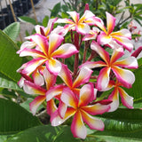 Lei Rainbow