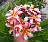 Lei Rainbow