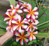 Lei Rainbow