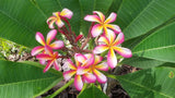 Lei Rainbow
