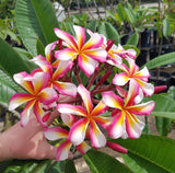 Lei Rainbow