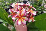 Lei Rainbow