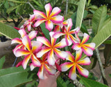 Lei Rainbow