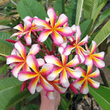 Lei Rainbow