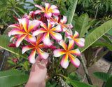 Lei Rainbow